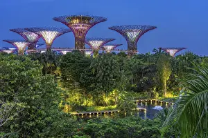 Framed Print : Supertree Grove, illuminated Supertrees with elevated walkway and restaurant towering over Gardens by the Bay