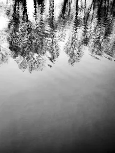 The surface of a calm body of water reflects the intricate patterns of trees on the shore