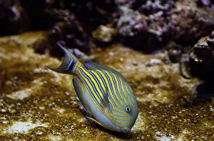 Surgeonfish