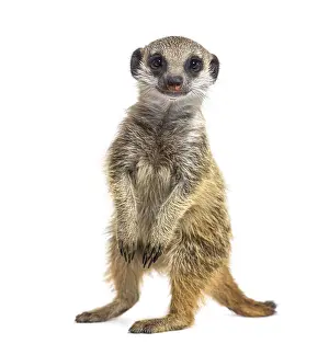 Suricate on hind legs, Suricata suricatta