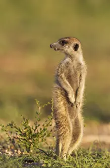 Suricate or meerkat (Suricata suricatta)