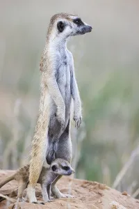 Suricate (Suricata suricatta)