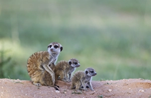 Suricates (Suricata suricatta)