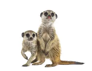 Two Suricates, Suricata suricatta