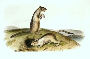 Suslik (Spermophilus), syn. Citellus
