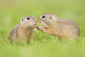 Susliks (Spermophilus) in funny pose