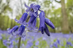 Sussex Bluebells