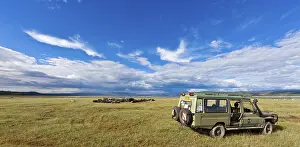 SUV in front of a large group of African Buffaloes (Syncerus caffer) at Lake Nakuru