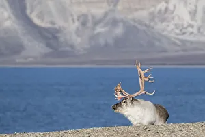 Svalbard Reindeer (Rangifer tarandus platyrhynchus)