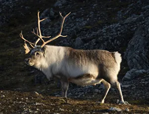 Svalbard reindeer (Rangifer tarandus platyrhynchus)