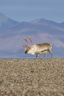 Svalbard Reindeer (Rangifer tarandus platyrhynchus)