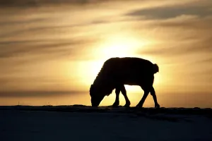 Svalbard Reindeer (Rangifer tarandus platyrhynchus)