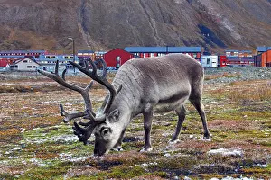 Svalbard reindeer (Rangifer tarandus platyrhynchus)