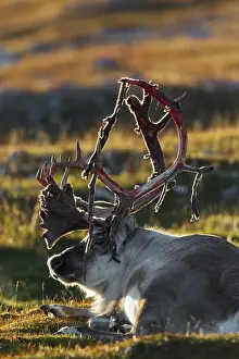 Svalbard reindeer (Rangifer tarandus platyrhynchus)