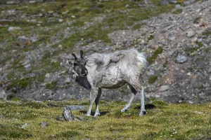 Svalbard reindeer (Rangifer tarandus platyrhynchus)