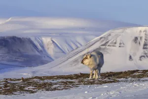 Svalbard reindeer (Rangifer tarandus platyrhynchus)