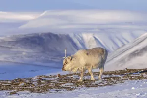 Svalbard reindeer (Rangifer tarandus platyrhynchus)