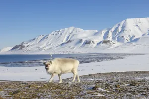 Svalbard reindeer (Rangifer tarandus platyrhynchus)