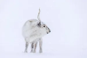 Svalbard reindeer (Rangifer tarandus platyrhynchus)