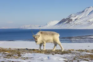 Svalbard reindeer (Rangifer tarandus platyrhynchus)