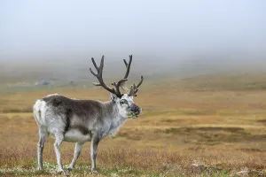 Svalbard Reindeer (Rangifer tarandus platyrhynchus) eating