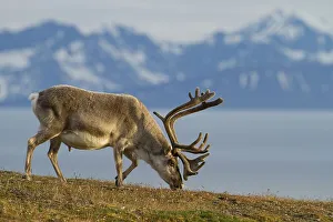 Svalbard reindeer (Rangifer tarandus platyrhynchus) grazing with mountains behind
