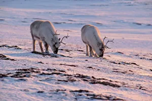 Svalbard Reindeer (Rangifer tarandus platyrhynchus) looking for food in the snow