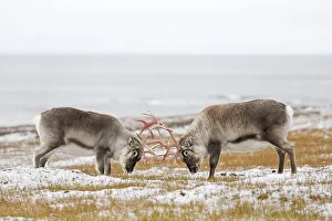 Two Svalbard reindeer (Rangifer tarandus platyrhynchus) males