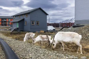 Svalbard skink (Rangifer tarandus platyrhynchus) between houses