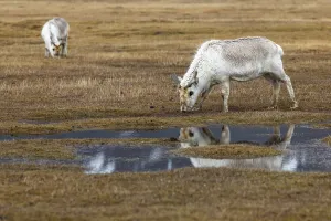 Svalbard skink (Rangifer tarandus platyrhynchus) reflected in the water