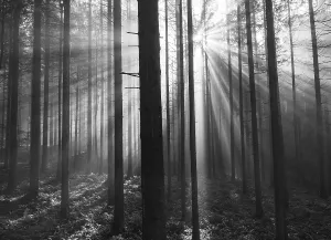 SW shot, sunrays breaking in the morning fog in the coniferous forest