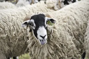 Swaledale Sheep, Swaledale Sheep