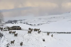 Swaledale Sheep, Swaledale Sheep