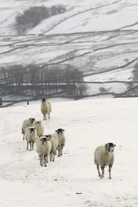 Swaledale Sheep, Swaledale Sheep