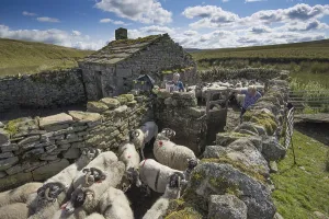 Swaledale sheep, Swaledale sheep