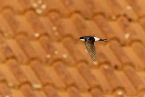 Swallow flying over a tiled roof in sunny weather