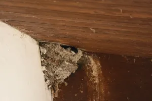 Swallow looks attentively out of its bird's nest<br> Swallow looks attentively out of its bird's nest