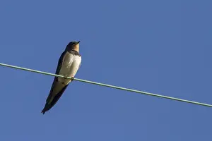 Swallow perched on a wire with a dull sky