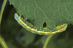 Swallow Prominent (Pheosia tremula), caterpillar