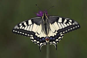Swallow tail (papilio machaon)