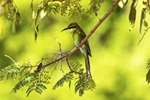 Swallow-tailed bee-eater (Merops hirundineus)