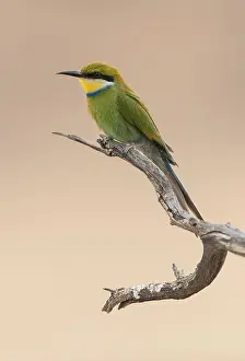 Swallow-tailed bee-eater (Merops hirundineus) sitting on tree branch