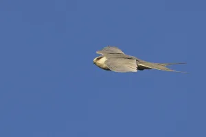 Swallow-tailed Kite, (Chelictinia riocourii)