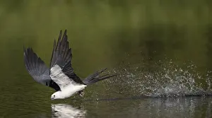 Swallow-tailed Kite (Elanoides forficatus) drinking in flight