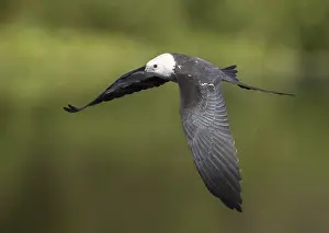 Swallow-tailed Kite (Elanoides forficatus) flying