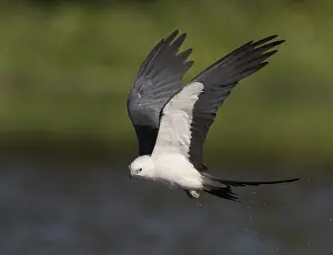 Swallow-tailed Kite (Elanoides forficatus) flying