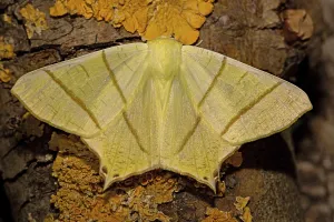 Swallow tailed moth (Ourapteryx sambucaria)