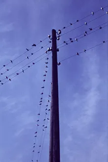 Swallows, bird migration, assembly