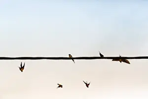Swallows flying, power line, flock of birds