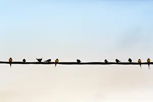 Swallows gathering on power line